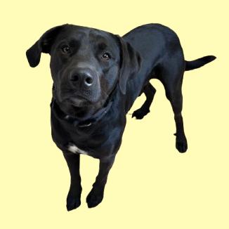 Enlarge Grunt, a Adoptable mixed breed in Tuscaloosa, AL image 1/1