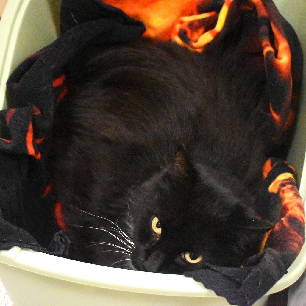 Elliot, Adoptable, Senior Male Domestic Medium Hair.