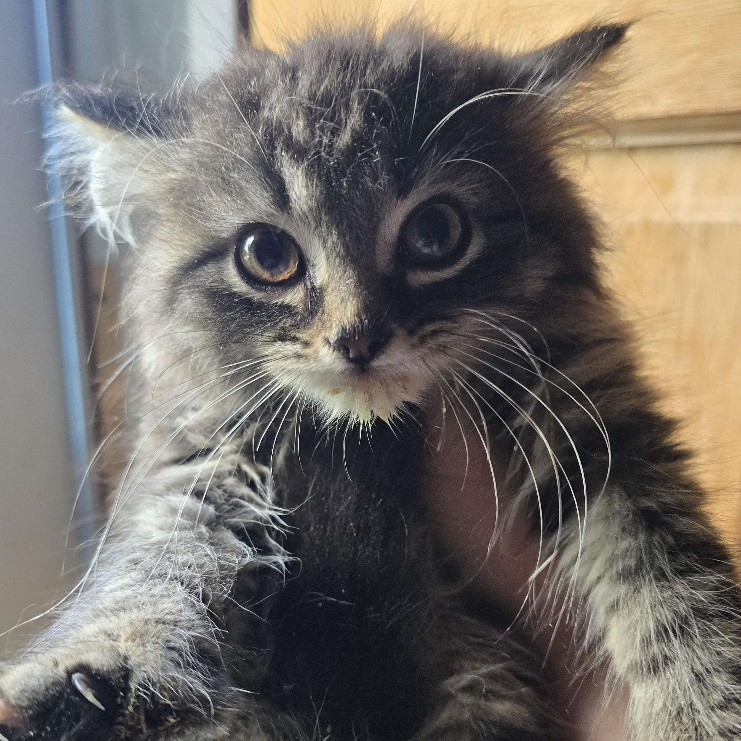 Enlarge Princess Jasmine, an adoptable Domestic Long Hair in Elizabeth, PA image 1/4