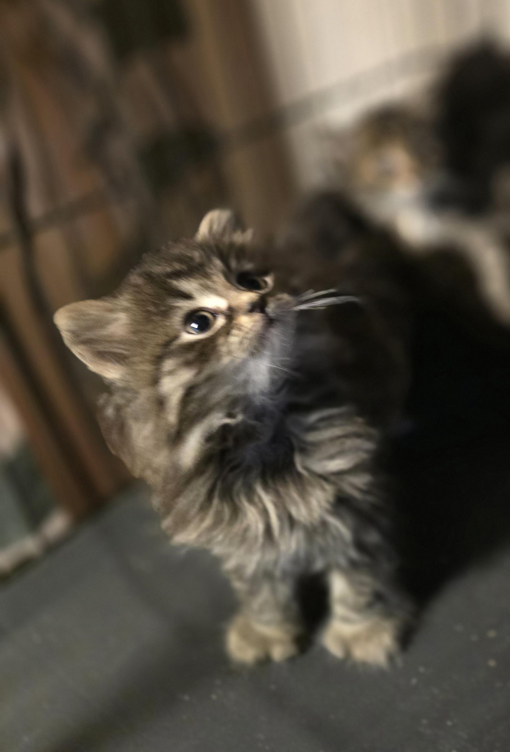 Enlarge Princess Jasmine, an adoptable Domestic Long Hair in Elizabeth, PA image 2/4