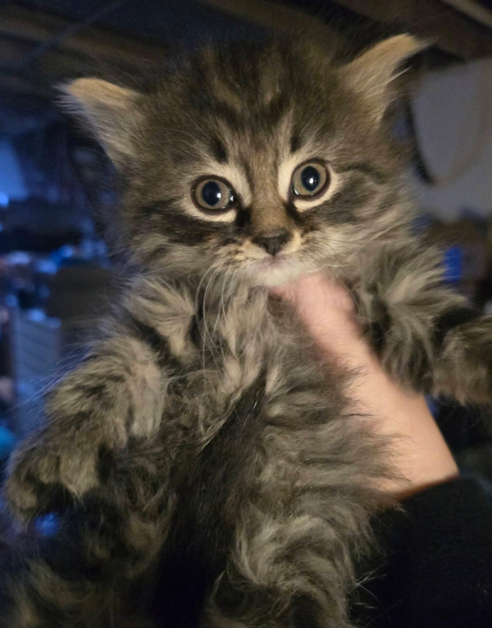 Enlarge Princess Jasmine, an adoptable Domestic Long Hair in Elizabeth, PA image 3/4