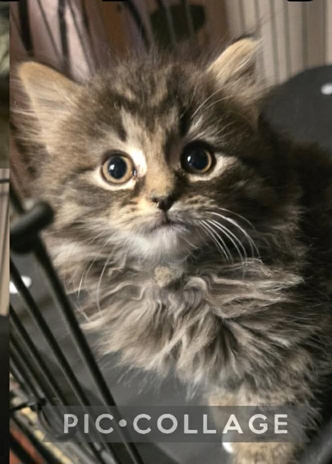 Enlarge Princess Jasmine, an adoptable Domestic Long Hair in Elizabeth, PA image 4/4