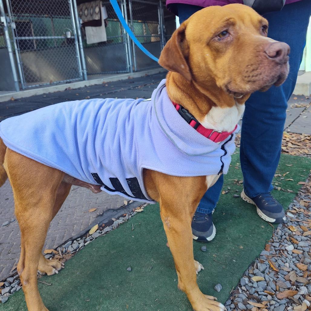 Charlie, a Adoptable Pit Bull Terrier in Lake Panasoffkee, FL image 1/2