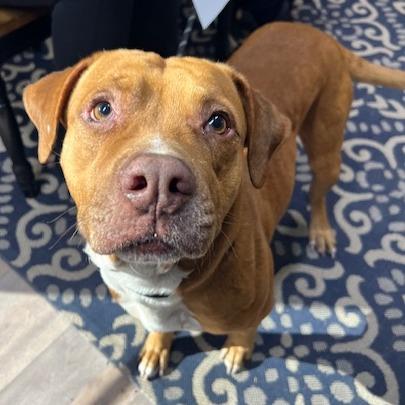 Charlie, a Adoptable Pit Bull Terrier in Lake Panasoffkee, FL image 2/2