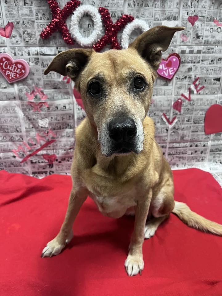 Enlarge Gracie, a ADOPTABLE mixed breed in Martinsville, IN image 2/4