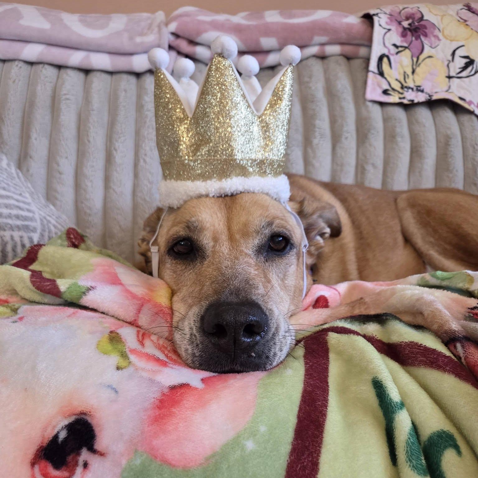 Enlarge Gracie, a ADOPTABLE mixed breed in Martinsville, IN image 1/4