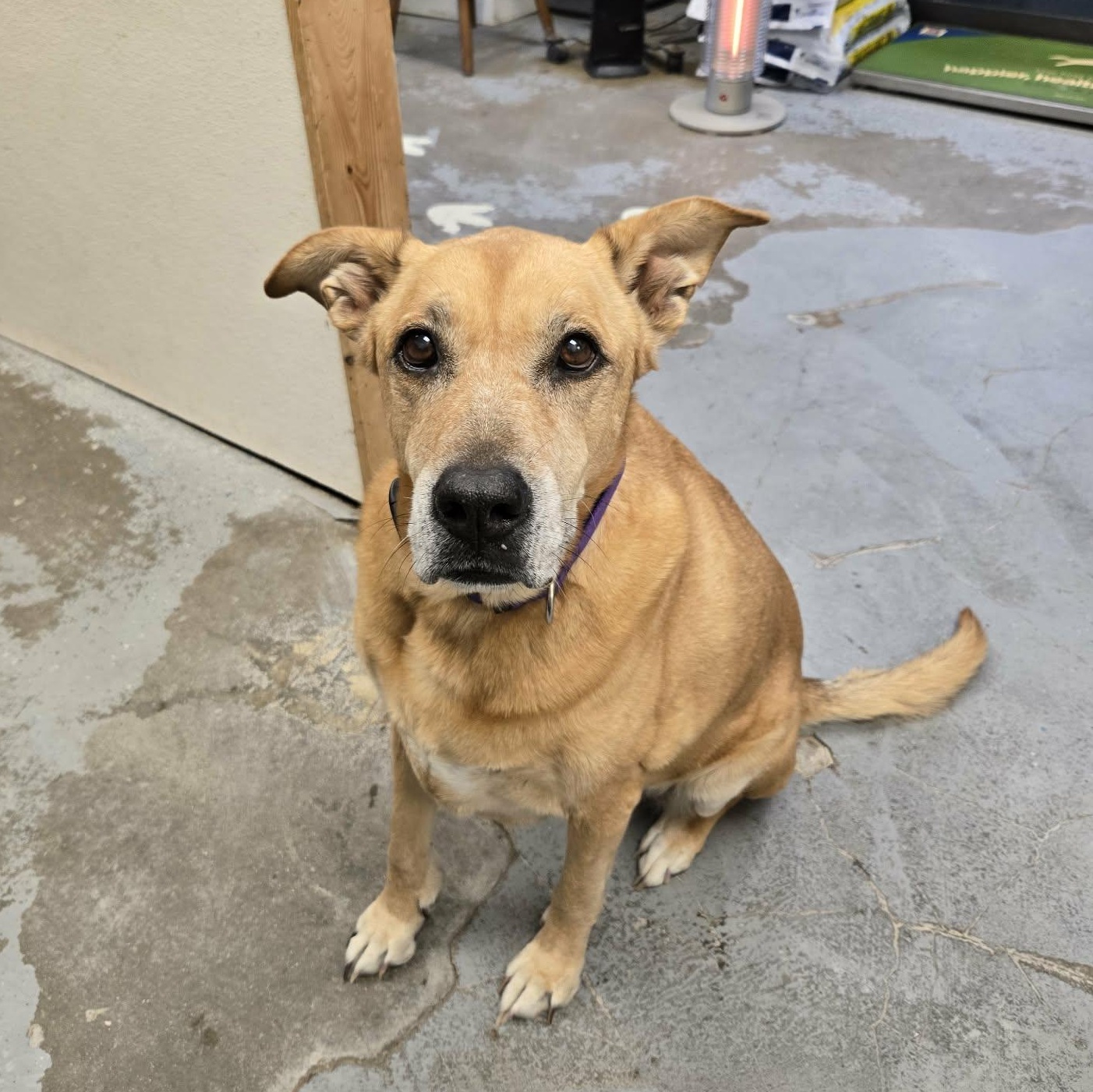 Enlarge Gracie, a ADOPTABLE mixed breed in Martinsville, IN image 4/4