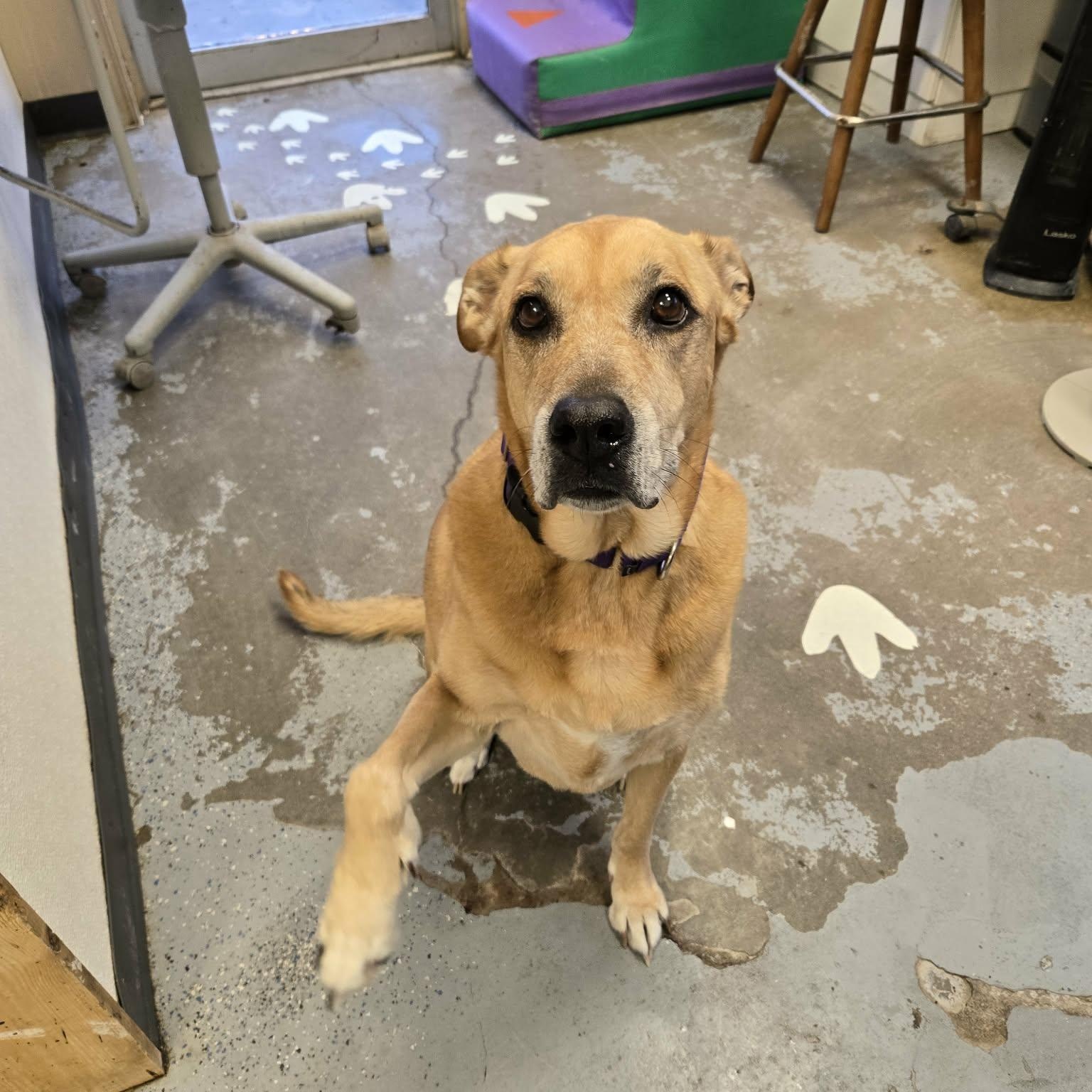 Enlarge Gracie, a ADOPTABLE mixed breed in Martinsville, IN image 3/4