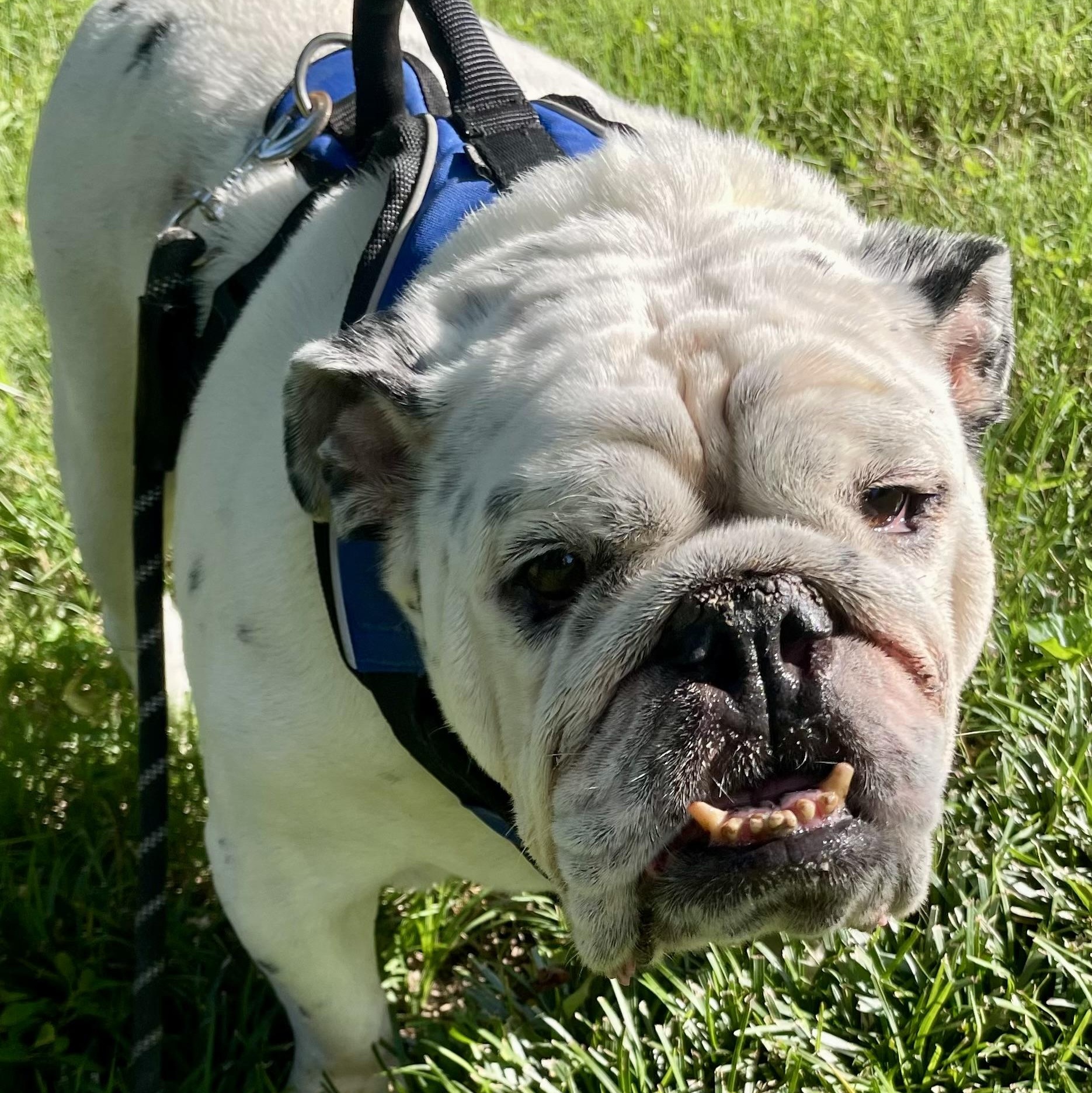 Enlarge Smoke, an adoptable English Bulldog in Thompson's Station, TN image 3/3