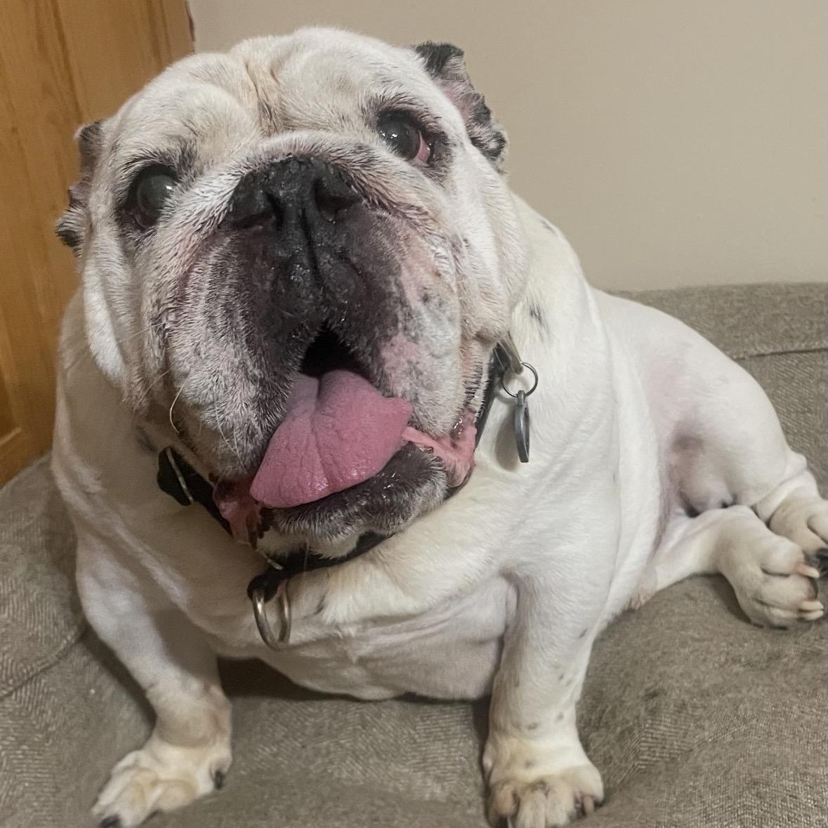 Smoke, adoptable, Senior Male English Bulldog.