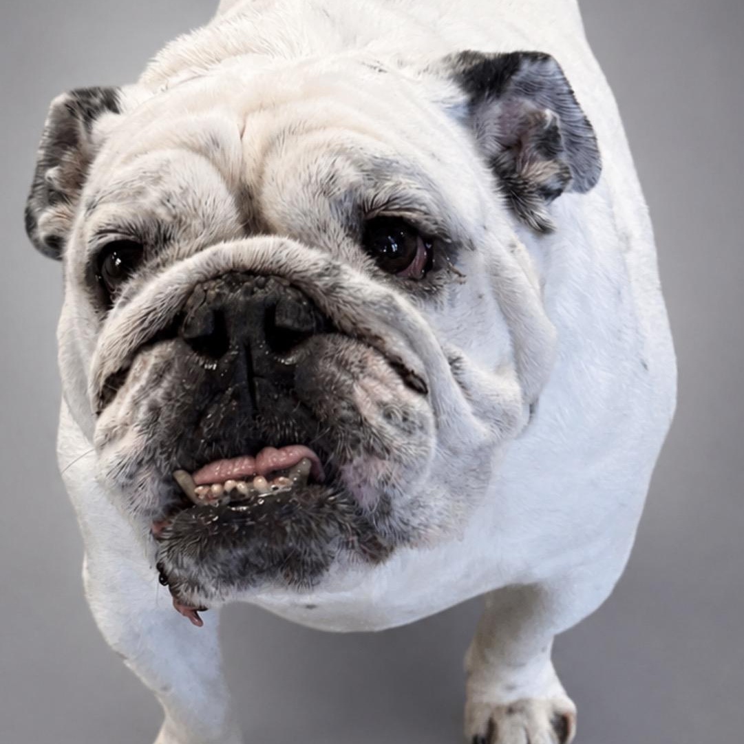 Enlarge Smoke, an adoptable English Bulldog in Thompson's Station, TN image 2/3