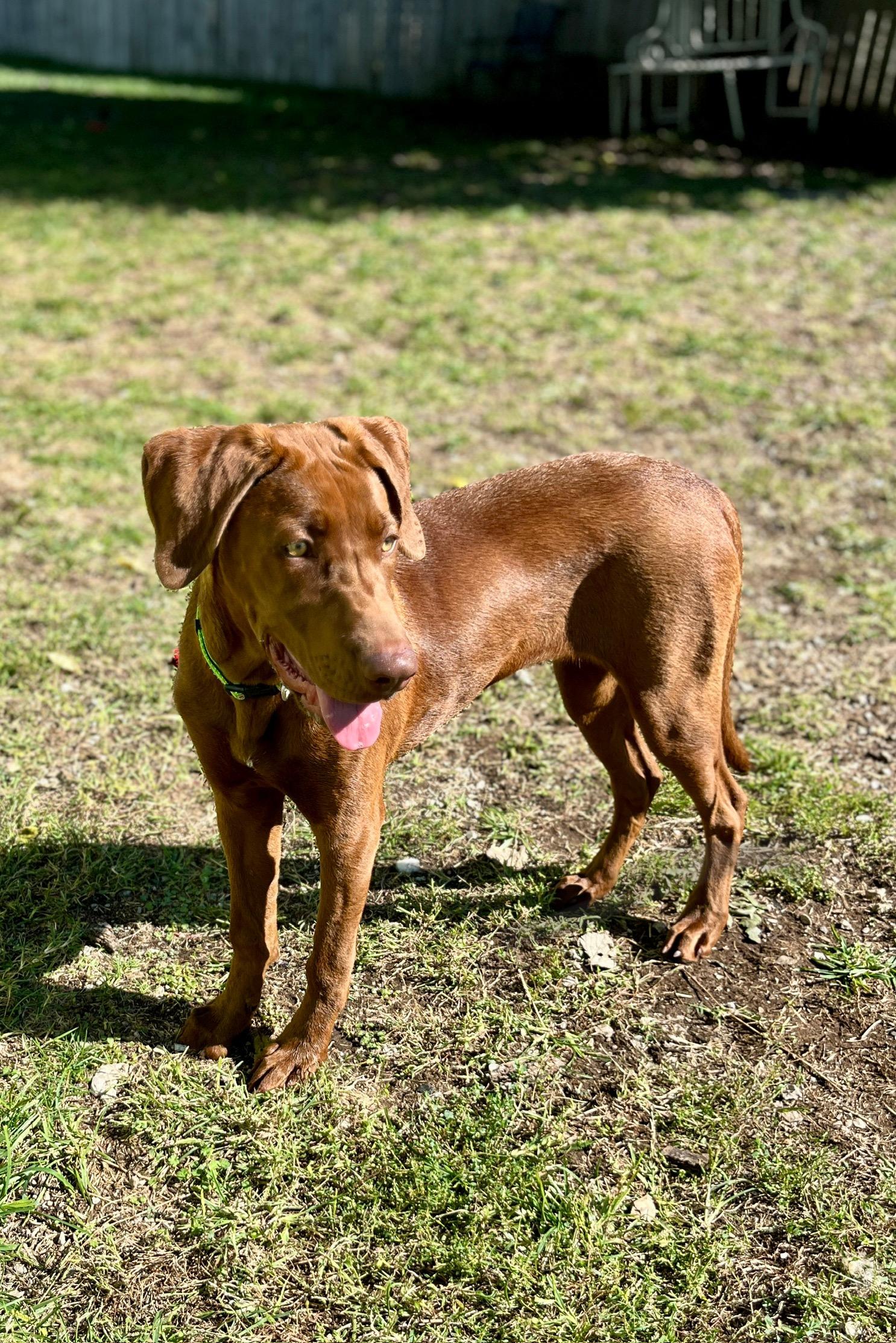 Millie, Adoptable, Young Female Chocolate Labrador Retriever.