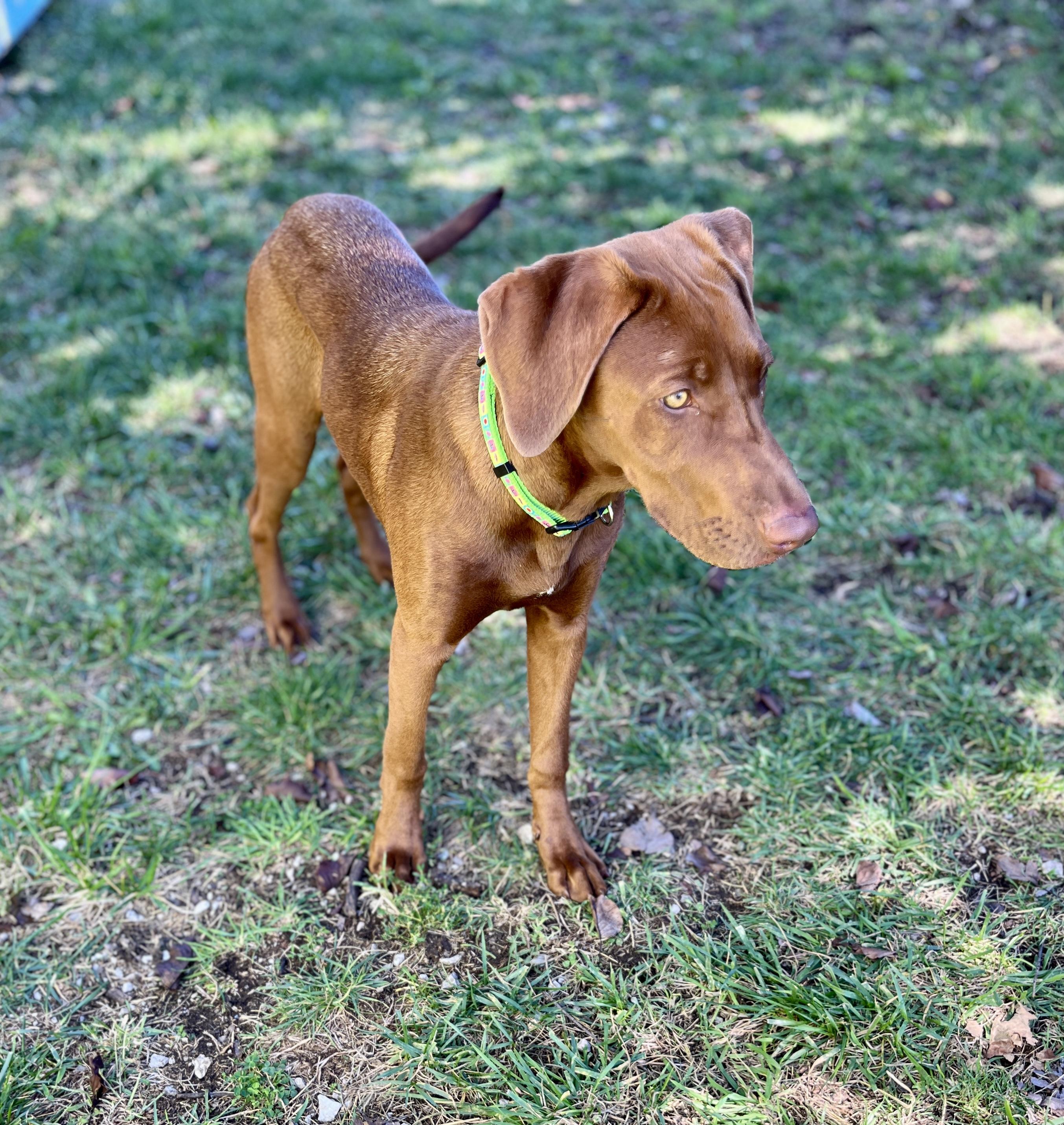 Enlarge Millie, an adopted Chocolate Labrador Retriever in Lexington, KY image 2/3