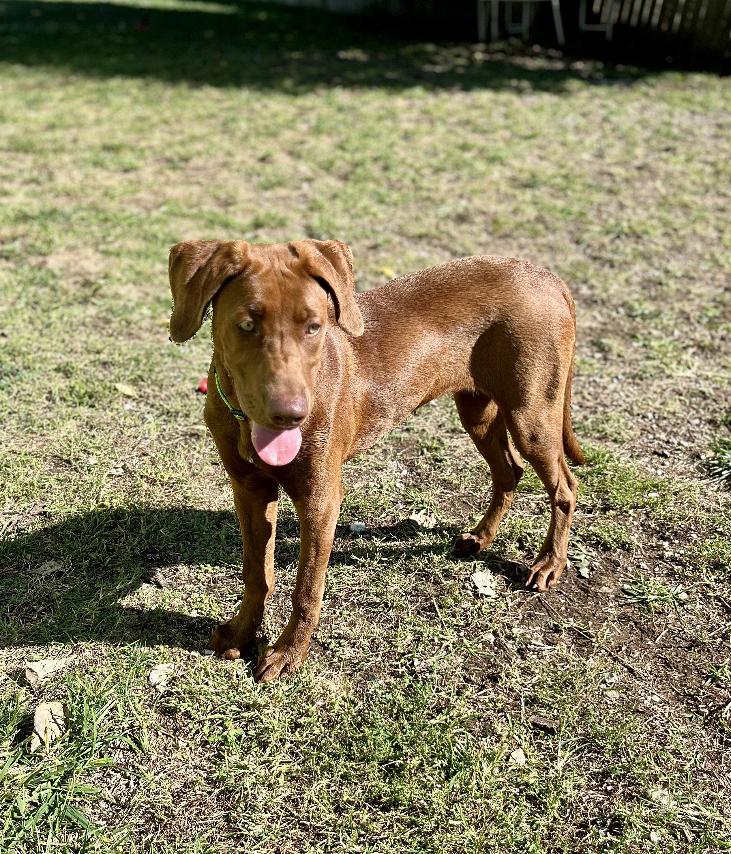 Enlarge Millie, an adopted Chocolate Labrador Retriever in Lexington, KY image 3/3
