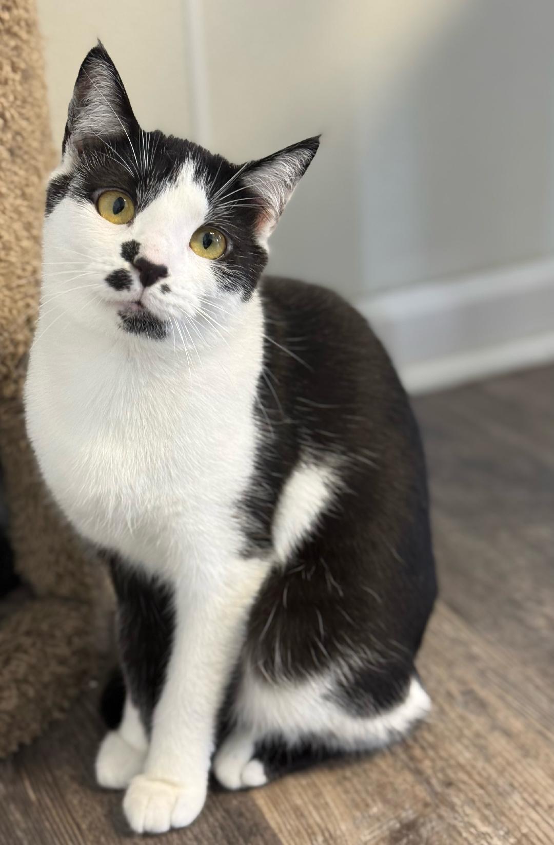 Enlarge Zahara, a ADOPTABLE Domestic Short Hair in Greensburg, PA image 4/4
