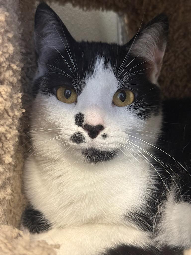 Zahara, ADOPTABLE, Young Female Domestic Short Hair.