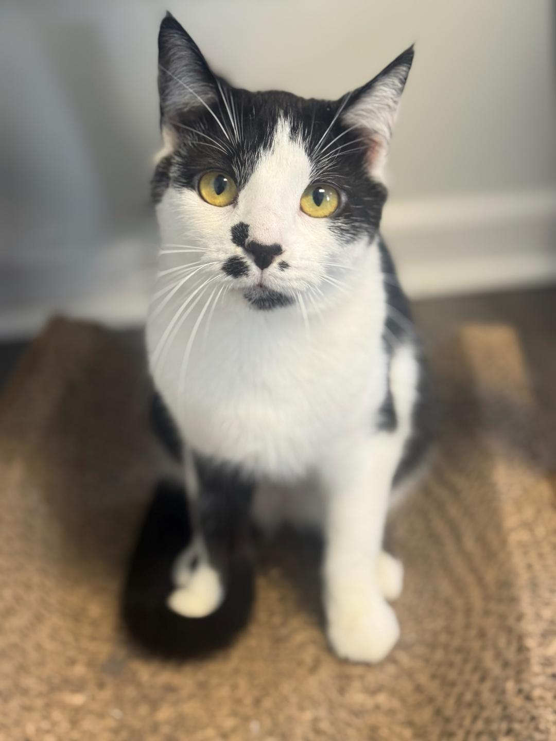 Enlarge Zahara, a ADOPTABLE Domestic Short Hair in Greensburg, PA image 2/4