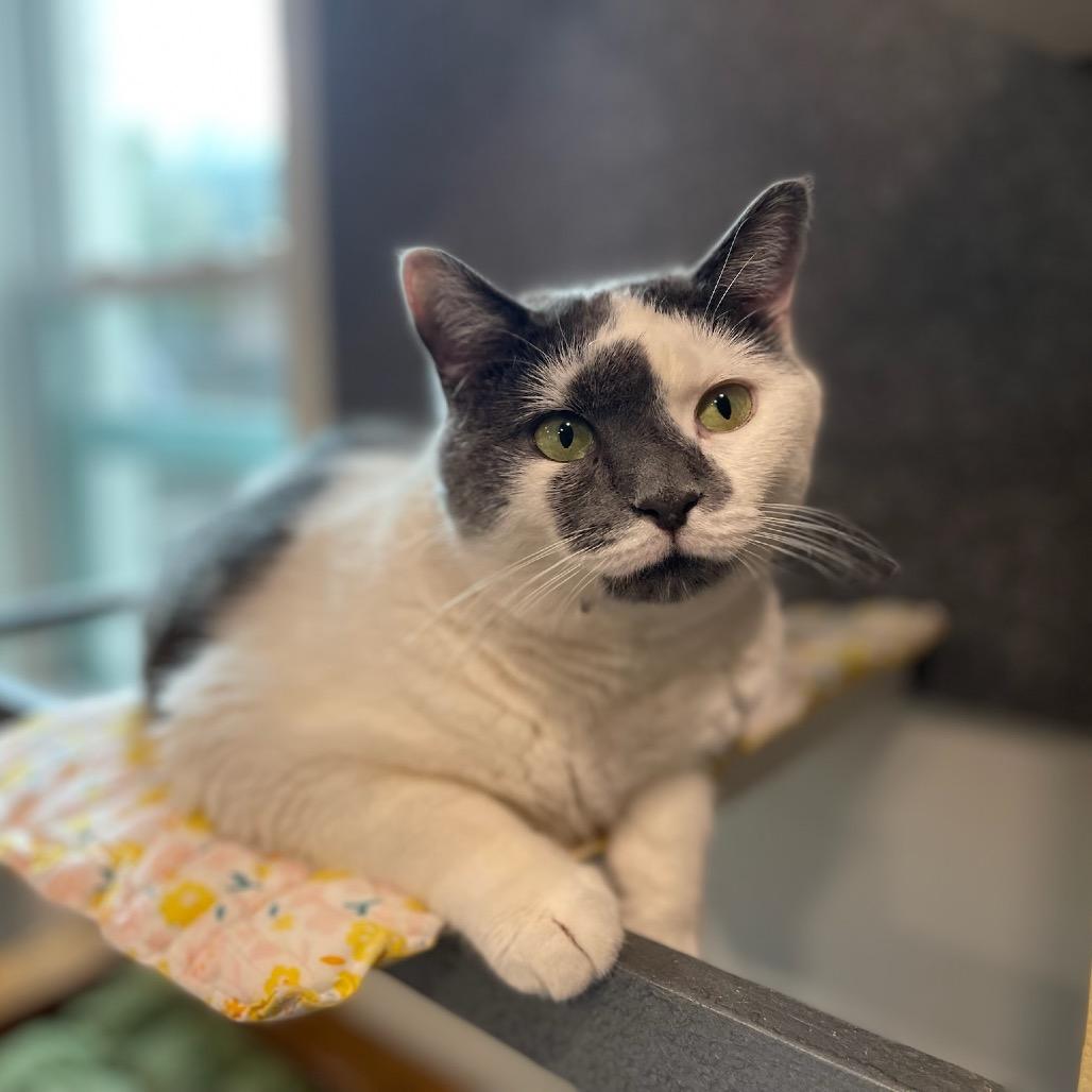 Berry, Adoptable, Adult Female Domestic Short Hair.