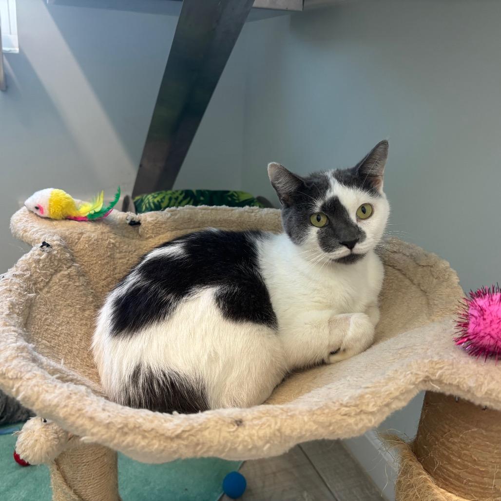 Enlarge Berry, a Adoptable Domestic Short Hair in Oyster Bay, NY image 2/3