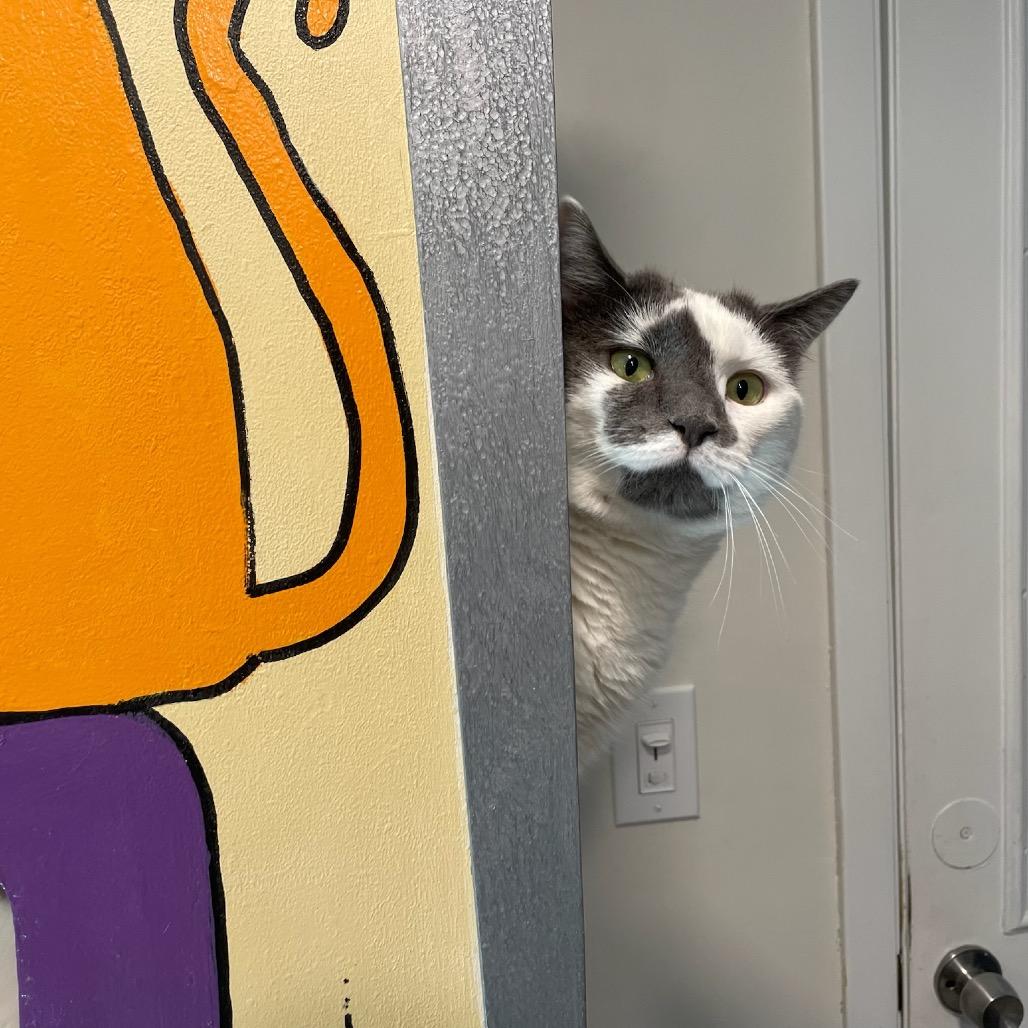 Enlarge Berry, a Adoptable Domestic Short Hair in Oyster Bay, NY image 3/3