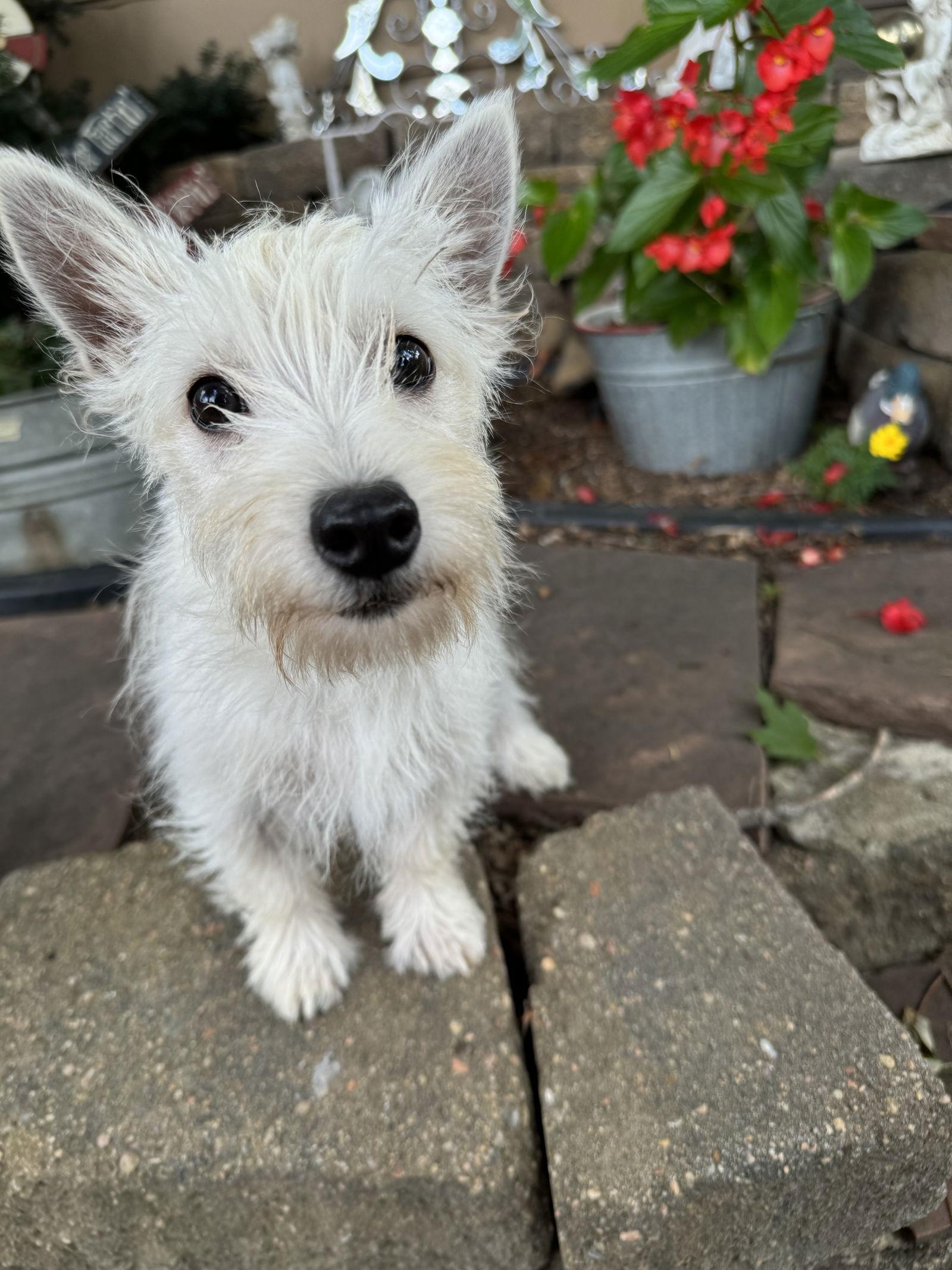Audrey, Adoptable, Puppy Female West Highland White Terrier / Westie.
