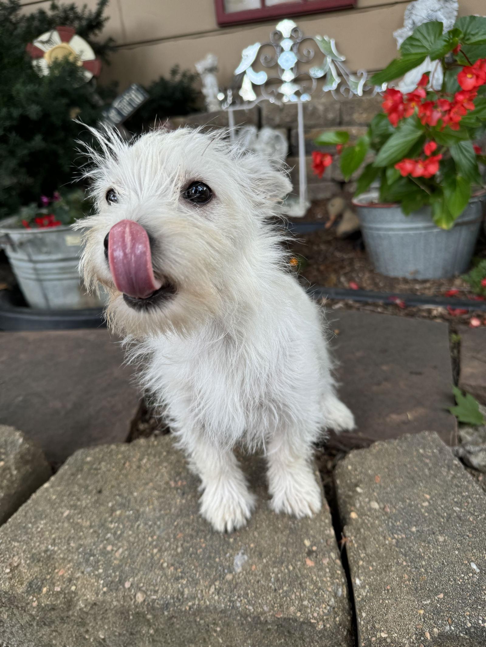 Audrey, a Adoptable West Highland White Terrier / Westie in Sioux Falls, SD image 2/3
