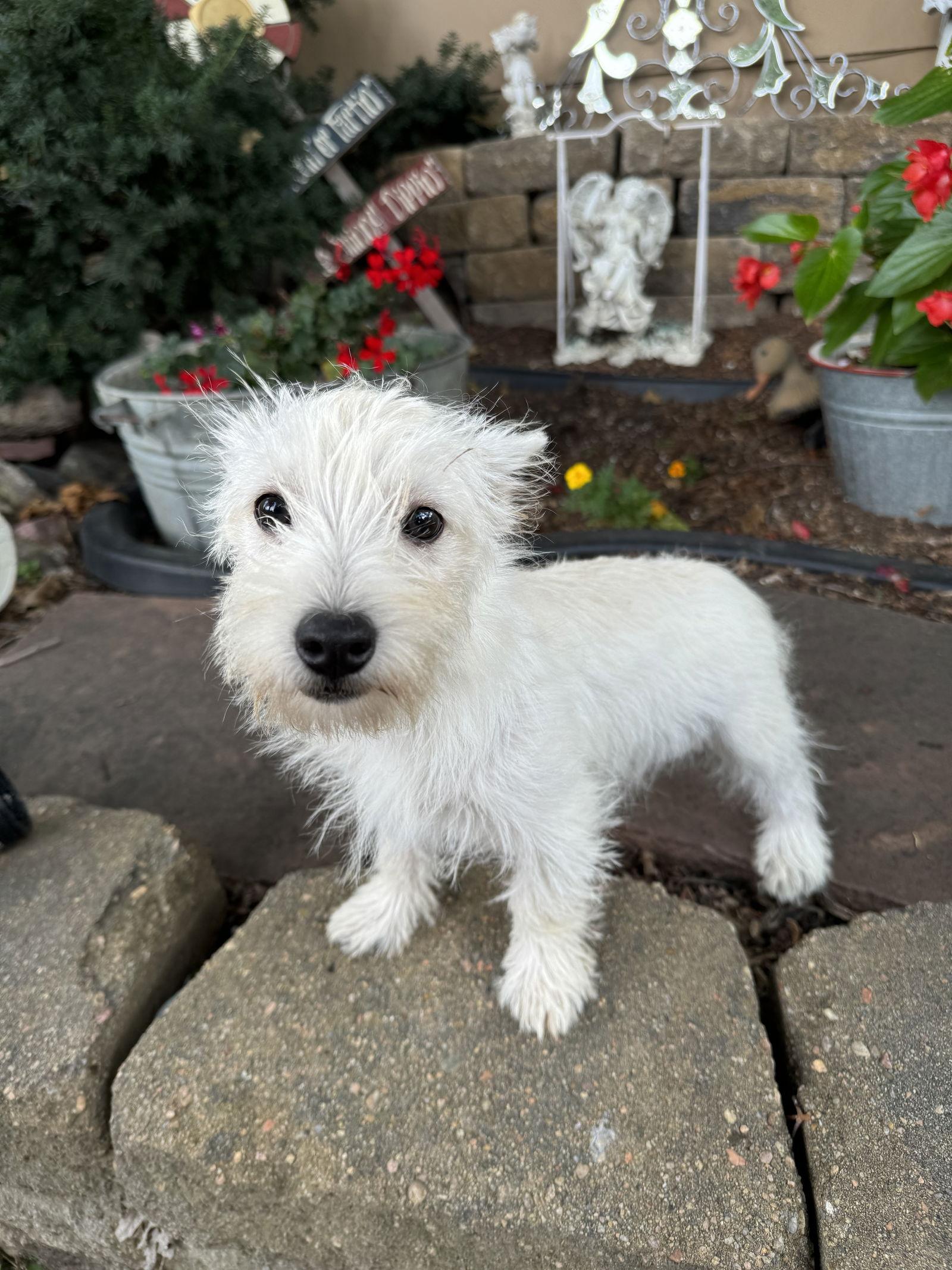 Audrey, a Adoptable West Highland White Terrier / Westie in Sioux Falls, SD image 3/3