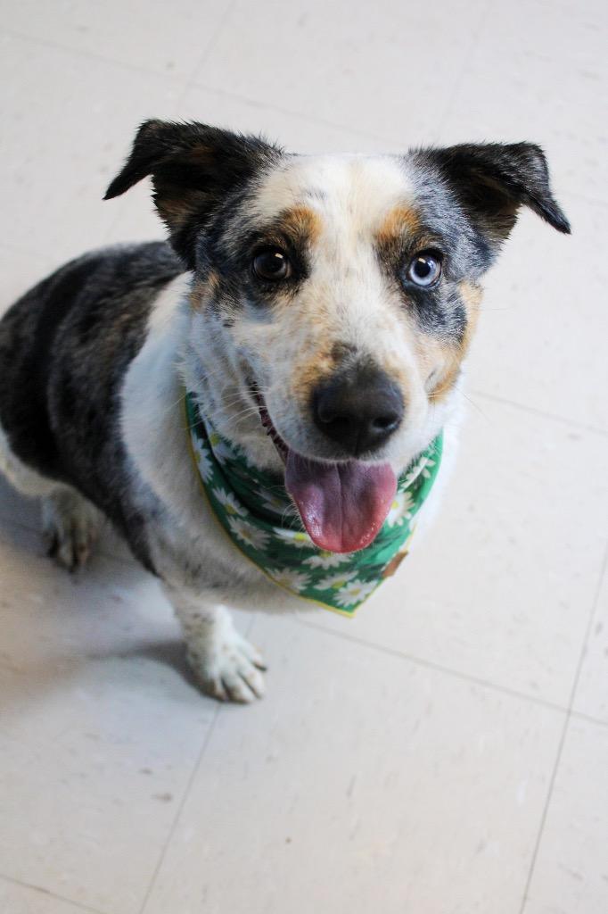 Addy, Adoptable, Adult Female Mixed Breed.