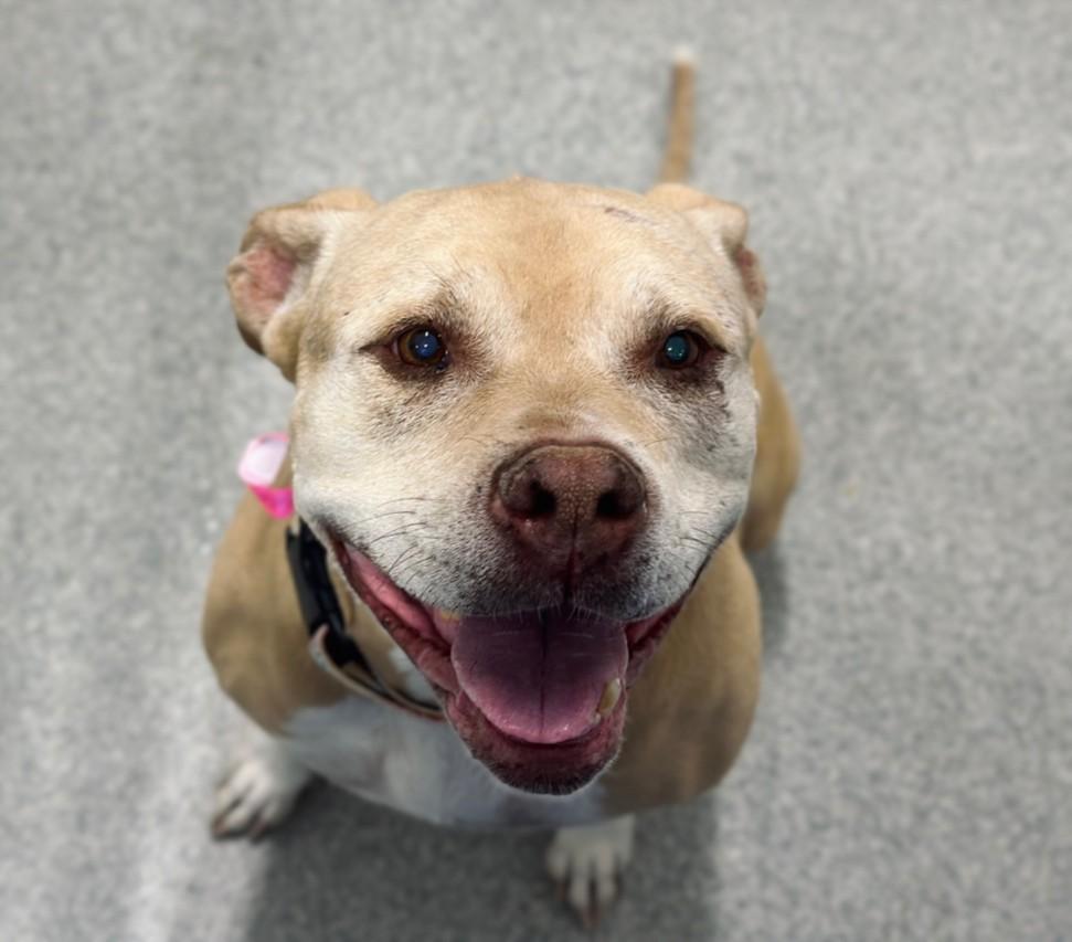 ATHENA, Adoptable, Adult Female Pit Bull Terrier.