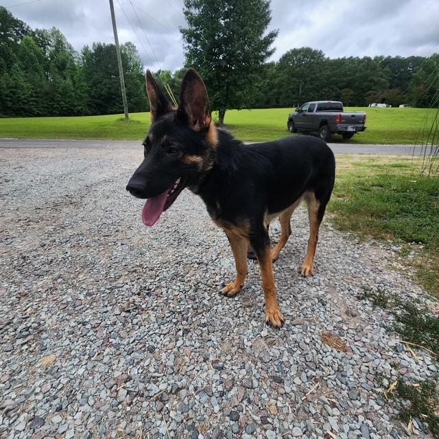 Enlarge Ronan, a ADOPTABLE German Shepherd Dog in Manhasset, NY image 5/6