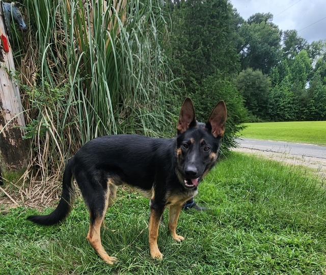 Enlarge Ronan, a ADOPTABLE German Shepherd Dog in Manhasset, NY image 4/6