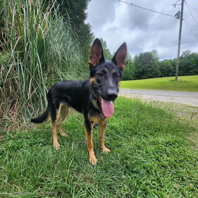 Enlarge Ronan, a ADOPTABLE German Shepherd Dog in Manhasset, NY image 2/6