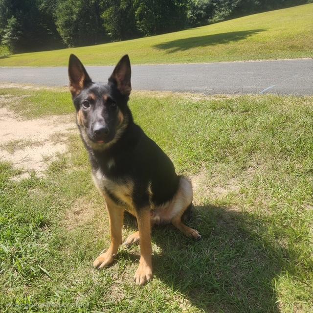 Enlarge Ronan, a ADOPTABLE German Shepherd Dog in Manhasset, NY image 1/6