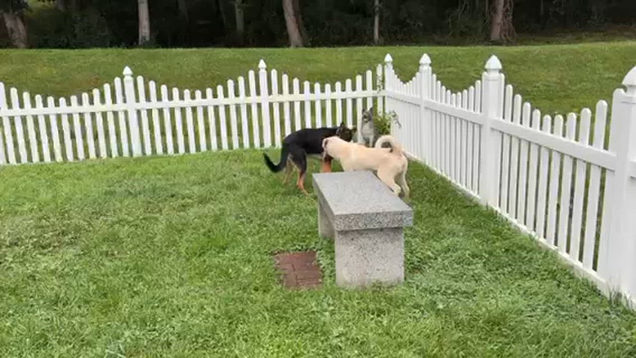Enlarge Ronan, a ADOPTABLE German Shepherd Dog in Manhasset, NY video 3/6
