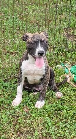 Bacon, a ADOPTABLE mixed breed in Watertown, CT image 4/5