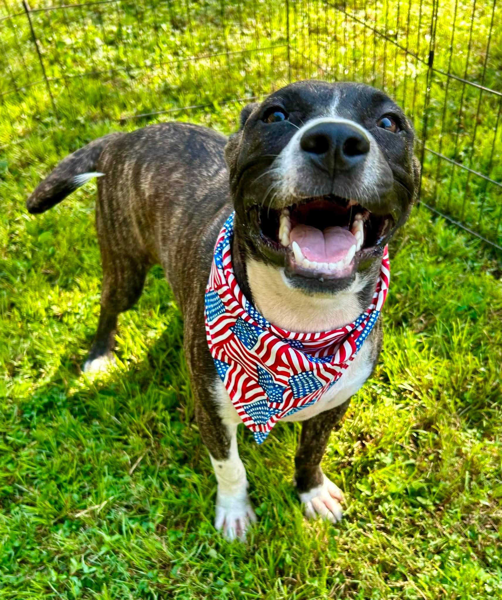 Bacon, a ADOPTABLE mixed breed in Watertown, CT image 5/5
