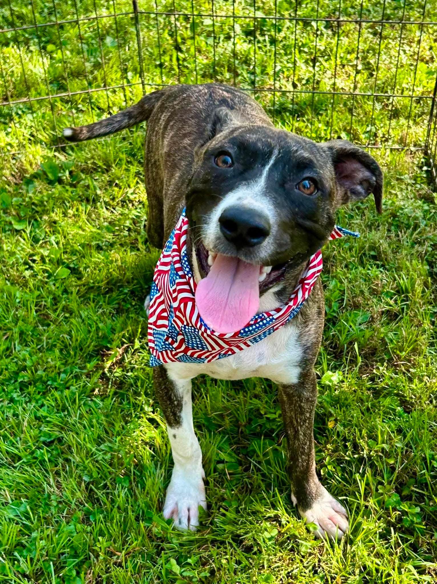 Bacon, ADOPTABLE, Puppy Male Dutch Shepherd & American Bully.