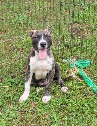 Bacon, a ADOPTABLE mixed breed in Watertown, CT image 3/5