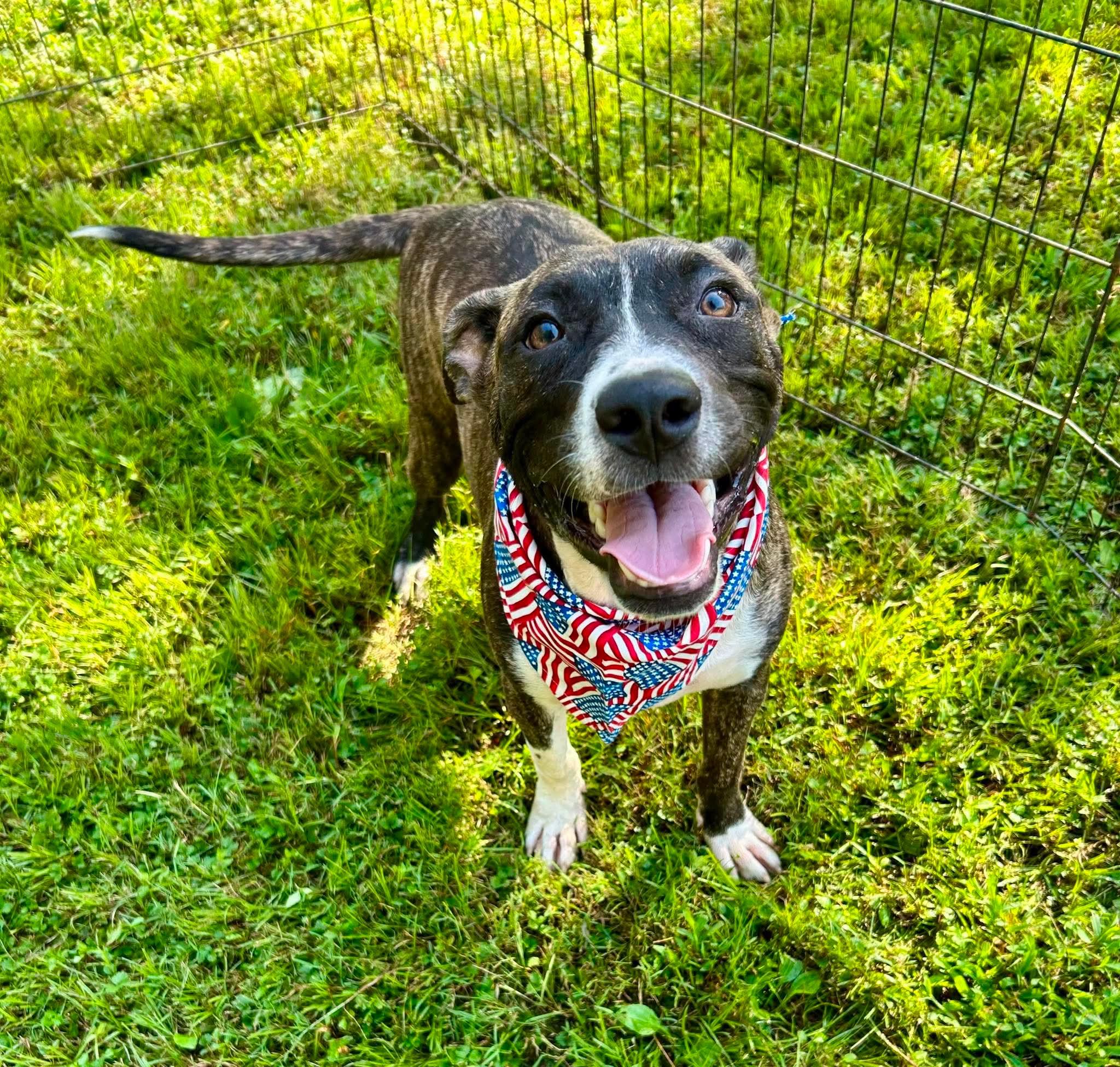 Bacon, a ADOPTABLE mixed breed in Watertown, CT image 2/5
