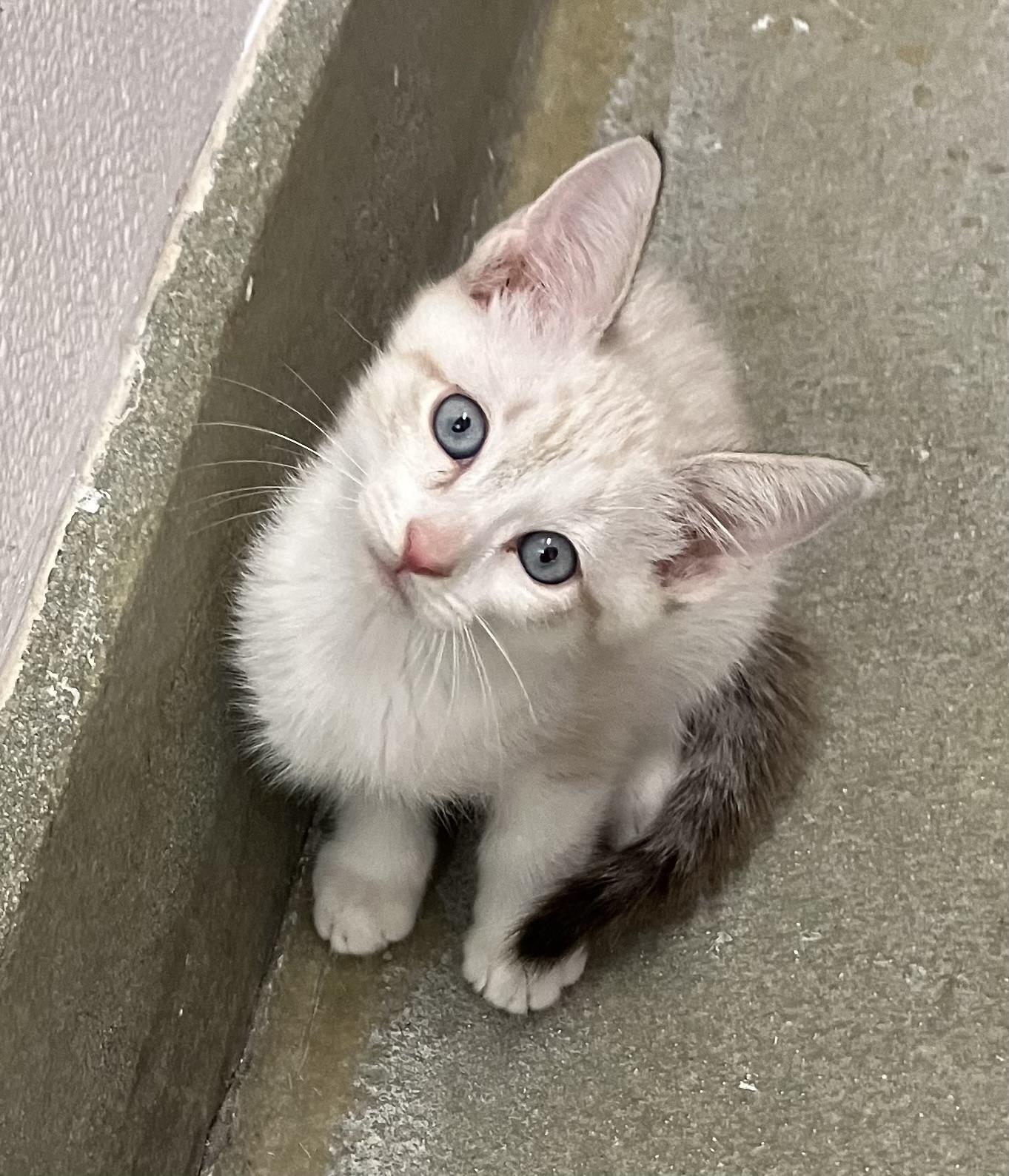 Bullwinkle-Preadopt, Adoptable, Kitten Male Siamese.
