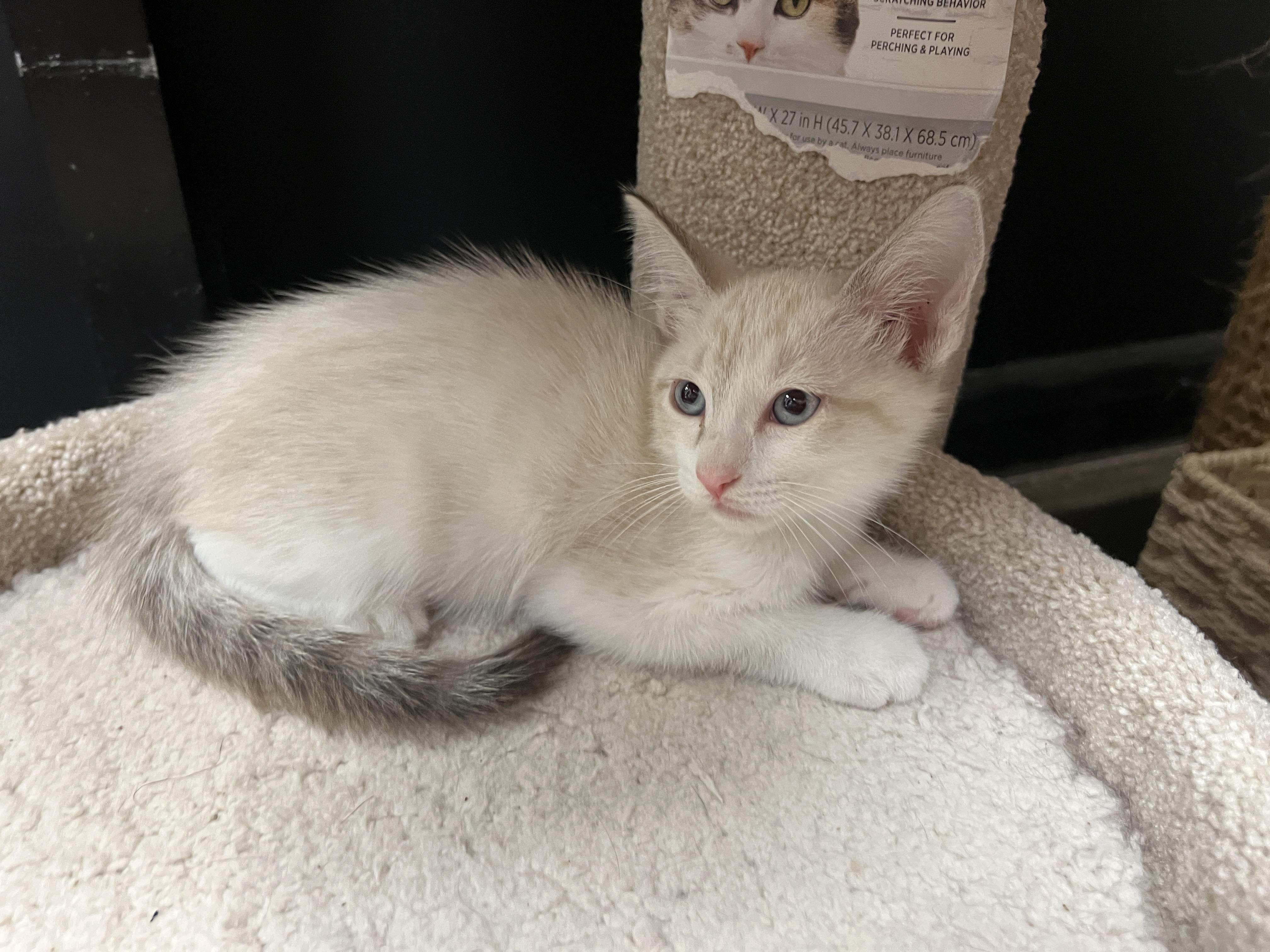Enlarge Bullwinkle-Preadopt, a Adoptable mixed breed in Bradenton, FL image 2/3