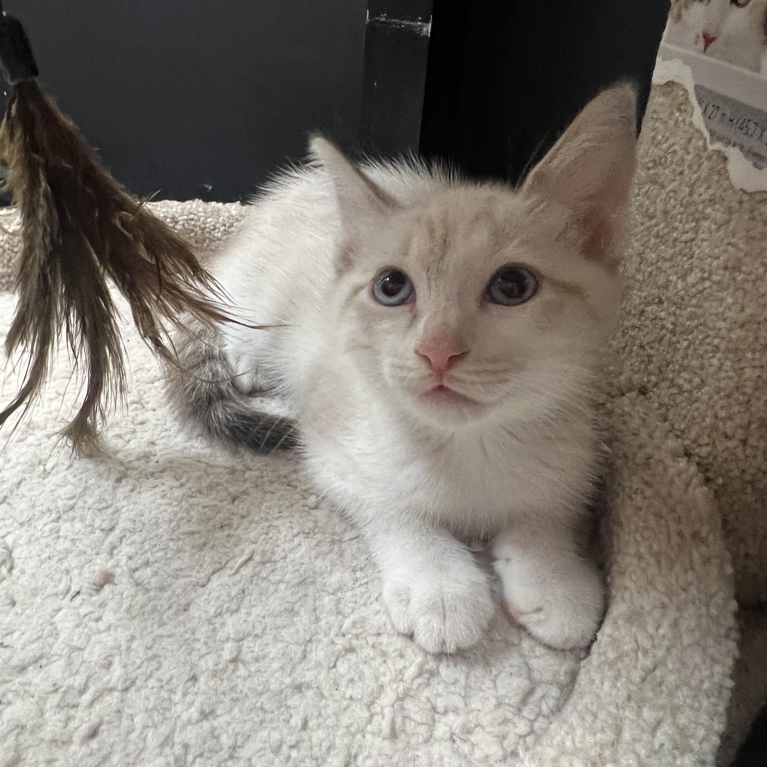 Enlarge Bullwinkle-Preadopt, a Adoptable mixed breed in Bradenton, FL image 3/3