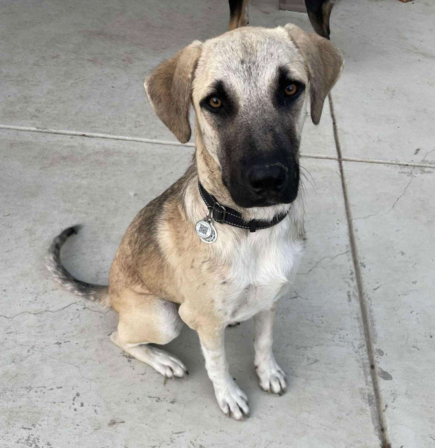 Charlie Brown, Adopted, Young Male Anatolian Shepherd & Great Pyrenees.