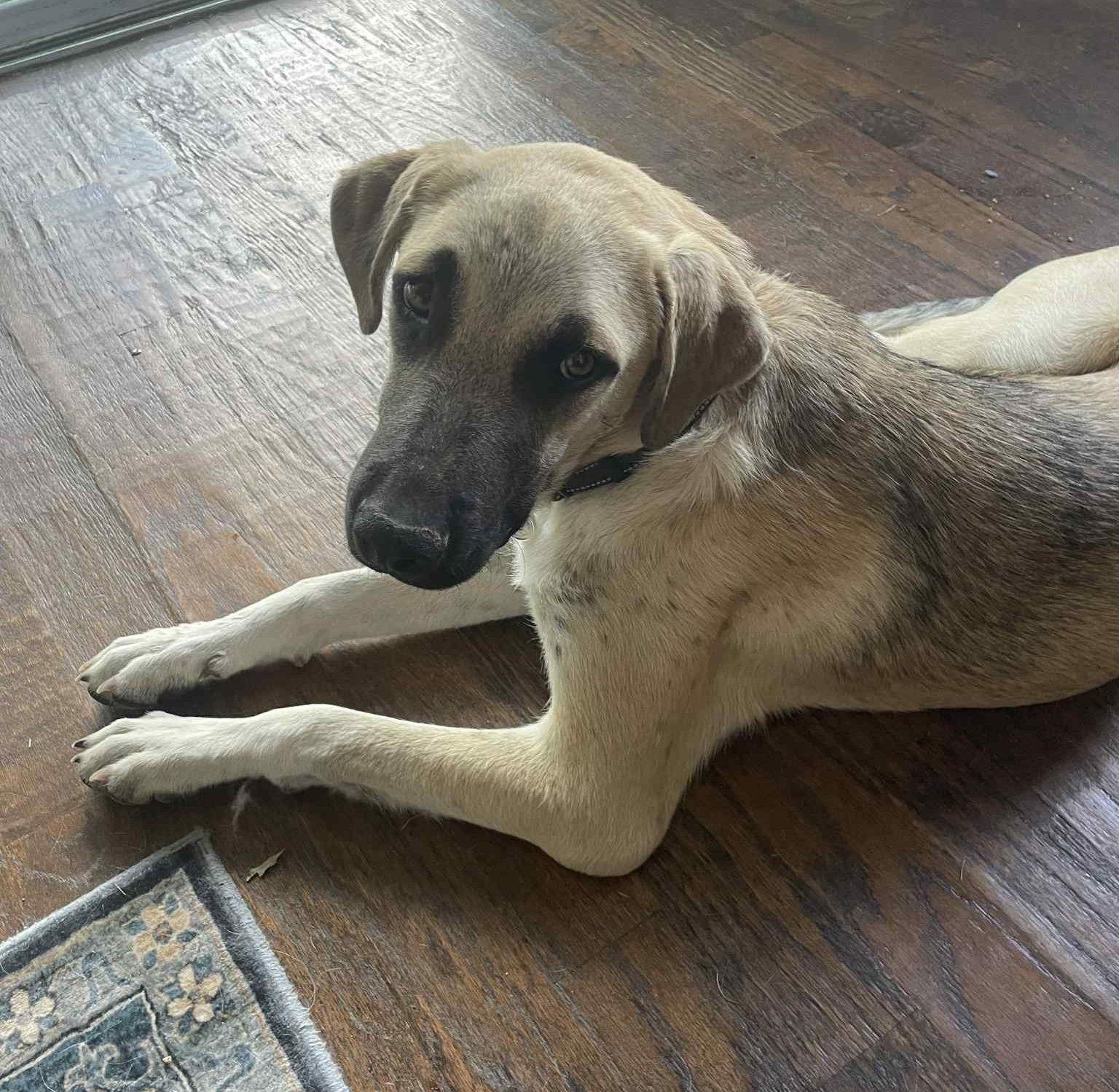 Enlarge Charlie Brown, a Adopted mixed breed in Whitewright, TX image 2/3