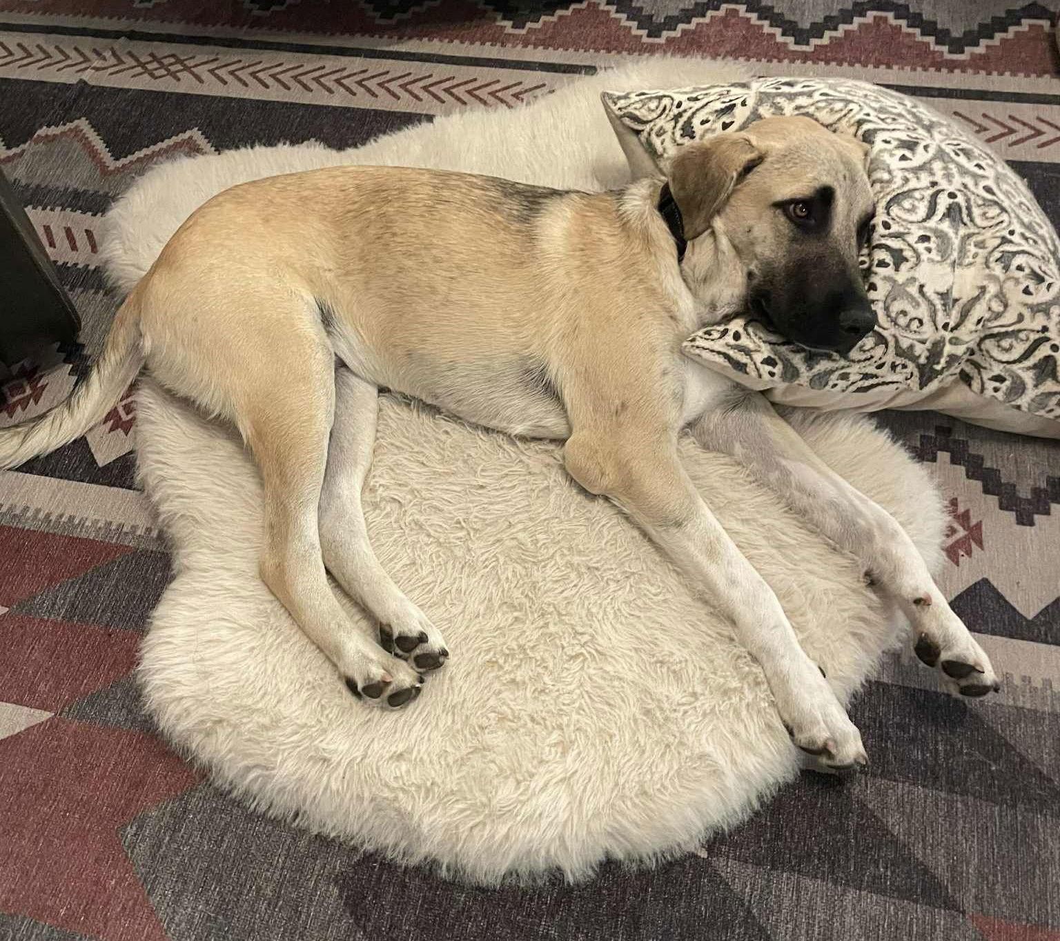 Enlarge Charlie Brown, a Adopted mixed breed in Whitewright, TX image 3/3