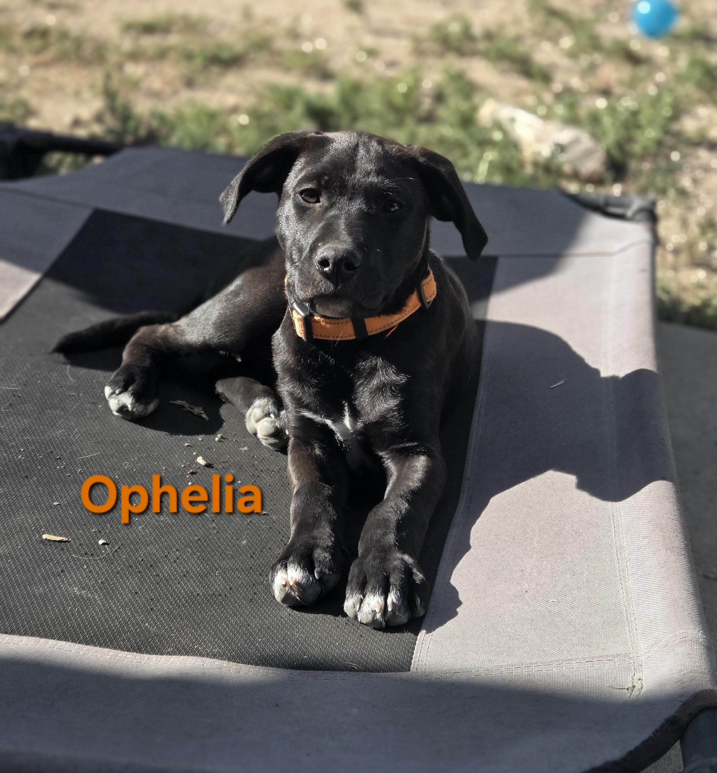 Enlarge Ophelia, a ADOPTABLE mixed breed in Colorado Springs, CO image 1/3