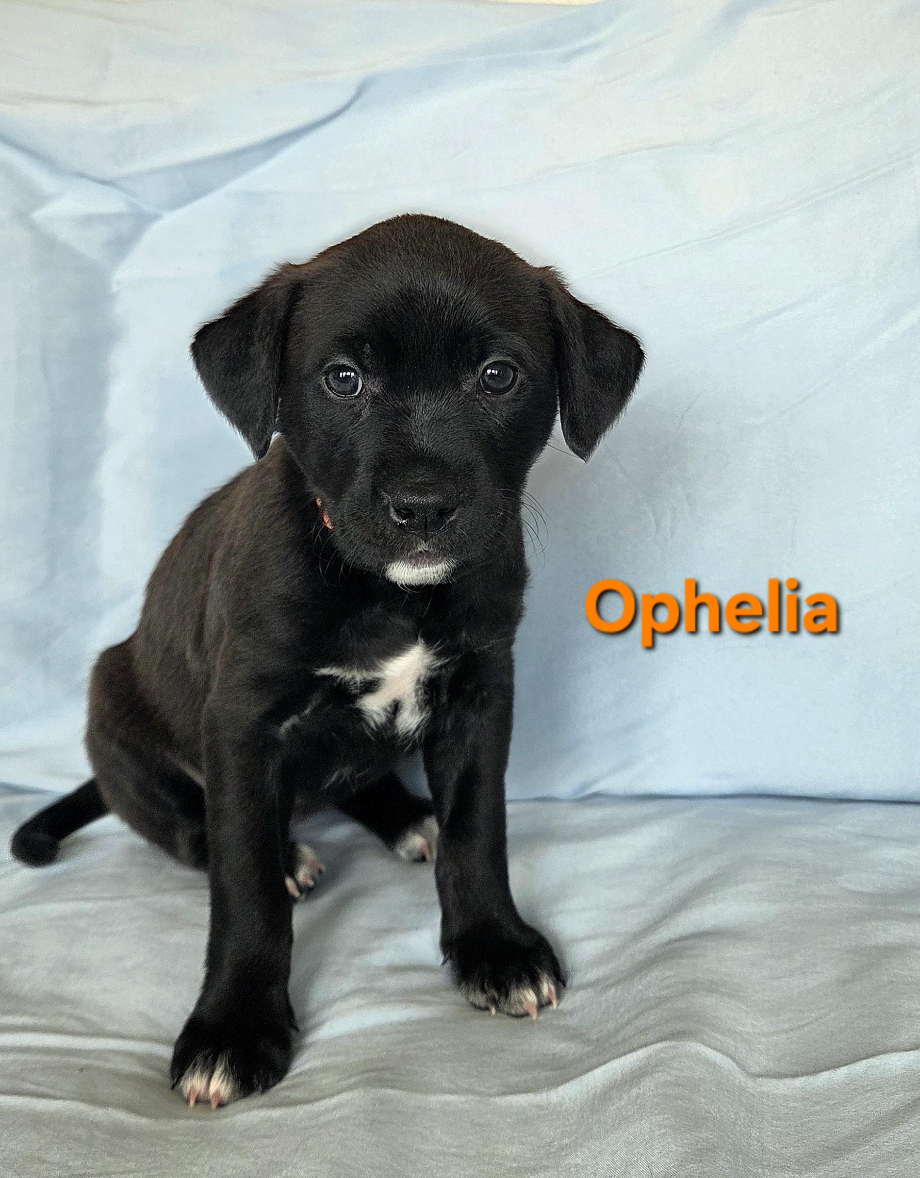 Enlarge Ophelia, a ADOPTABLE mixed breed in Colorado Springs, CO image 2/2