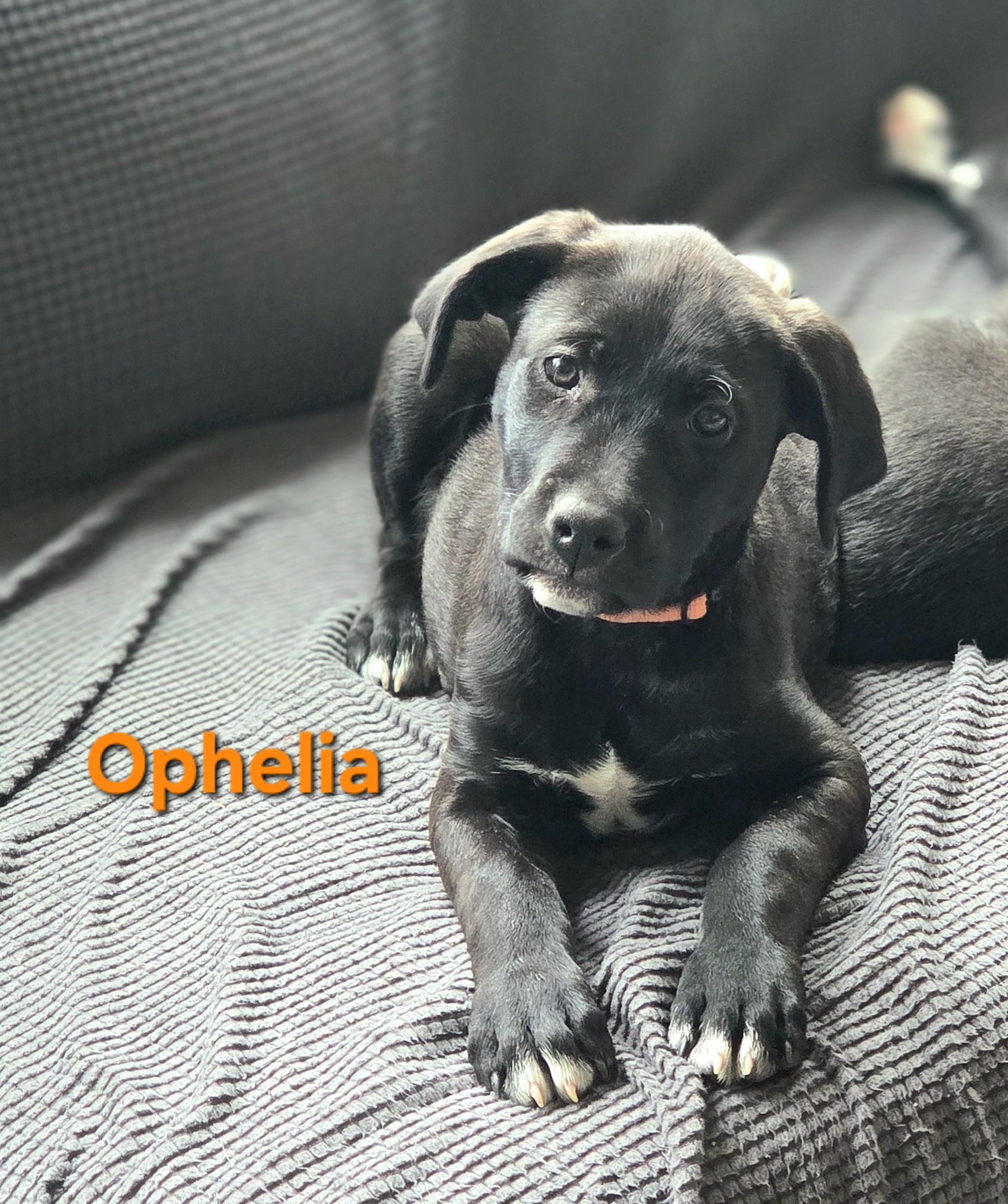 Ophelia, ADOPTABLE, Puppy Female Black Labrador Retriever.