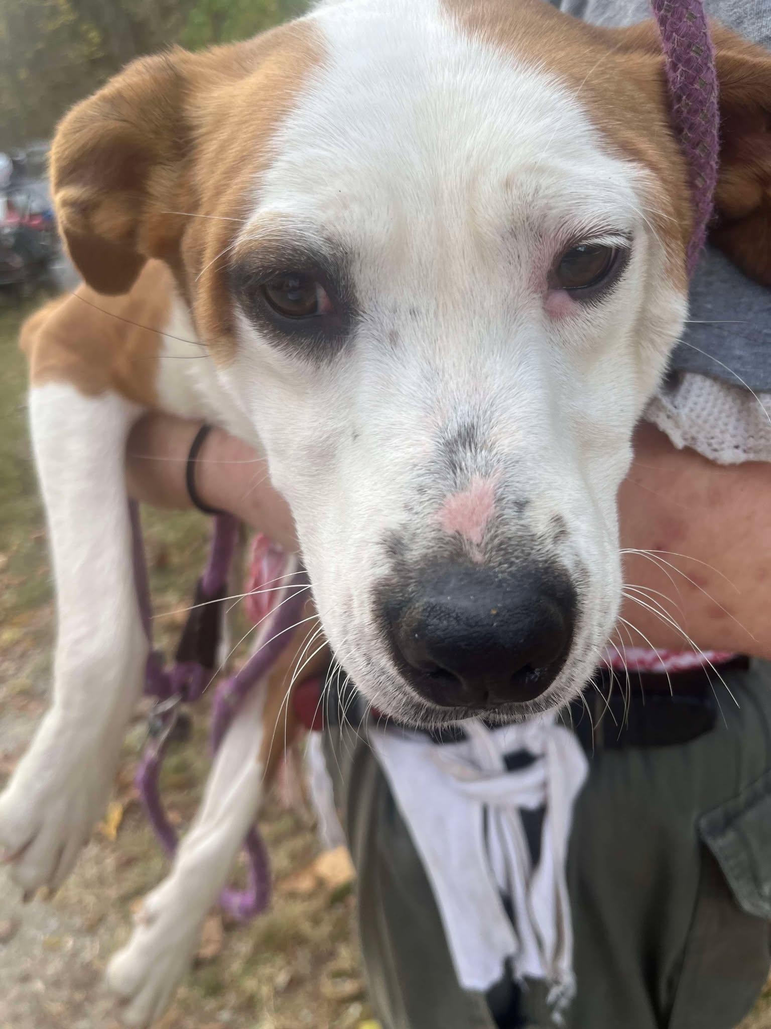 Piper, a Adoptable mixed breed in Cookeville, TN image 4/6