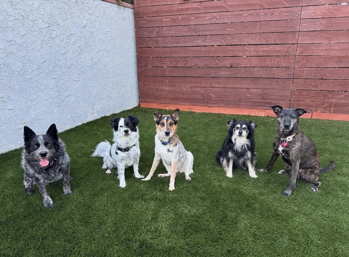 Bruno, a Adoptable Australian Cattle Dog / Blue Heeler in Rough And Ready, CA image 2/4